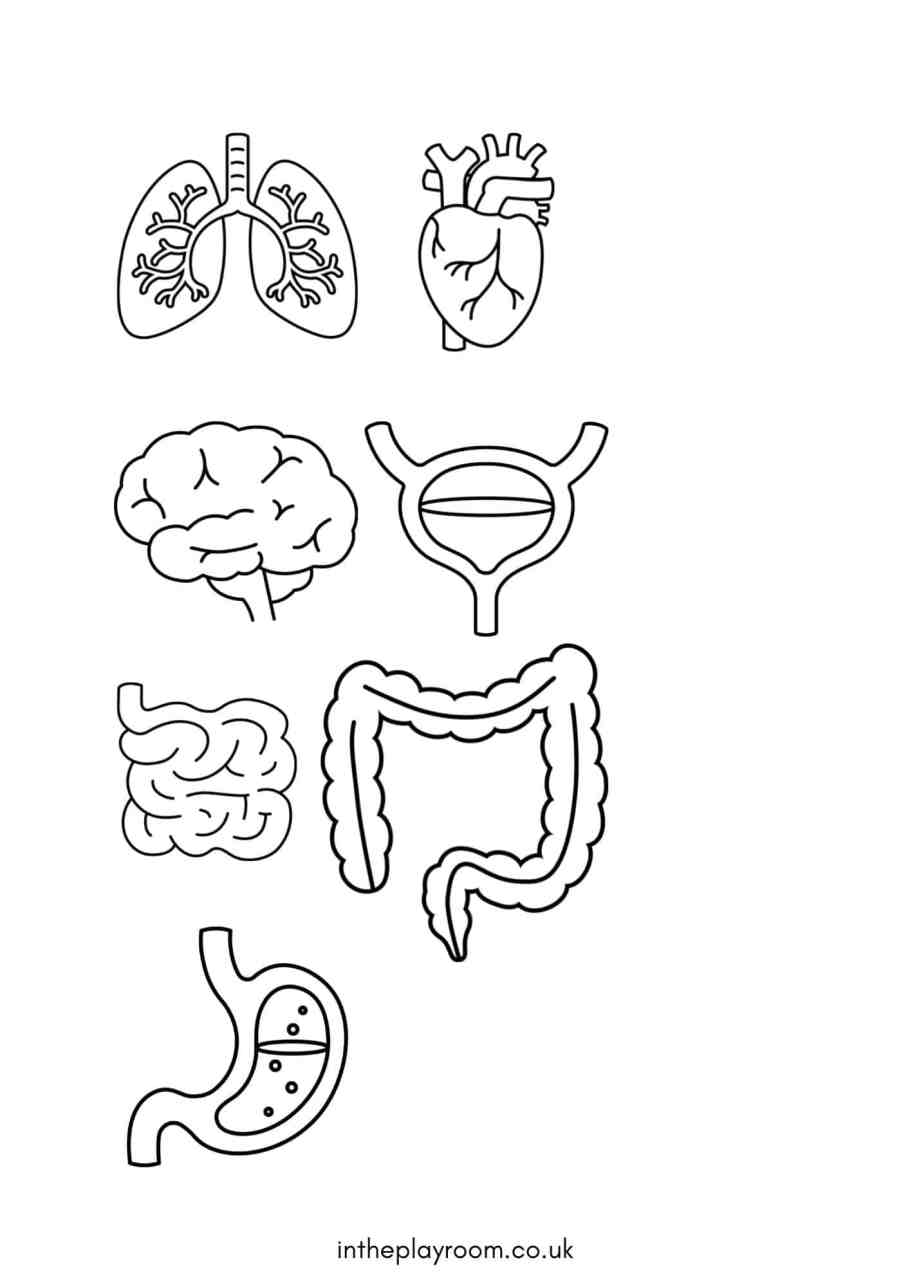 Free Human Body Printables For Kids In The Playroom
